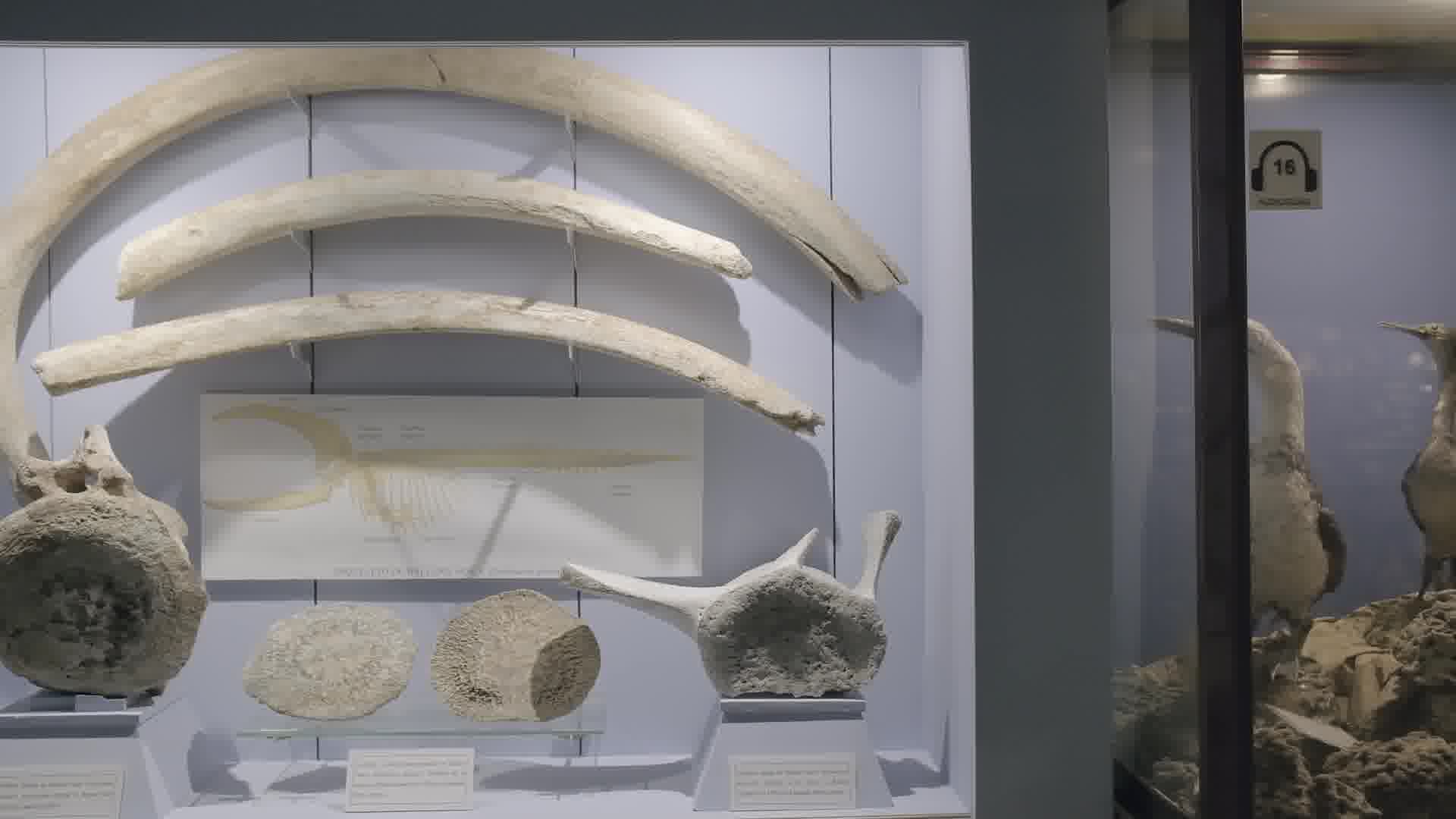 huesos ballena corto_out0131 Huesos de ballena franca (autodescripción). Museo Marítimo de Asturias (Luanco).