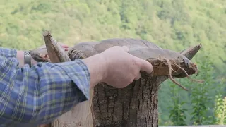 xunir Xunir las vacas (versión corta)